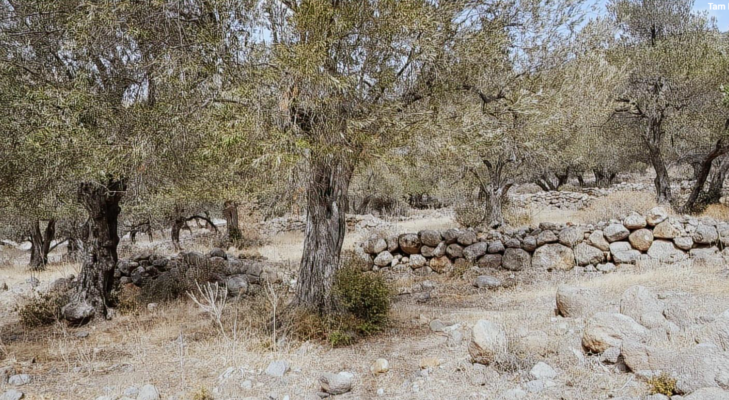 Dikili Denizköy'de Villa İmarlı, Zeytin Ağaçlı, Denize Yürüme Mesafesinde Emsalsiz Arsa!