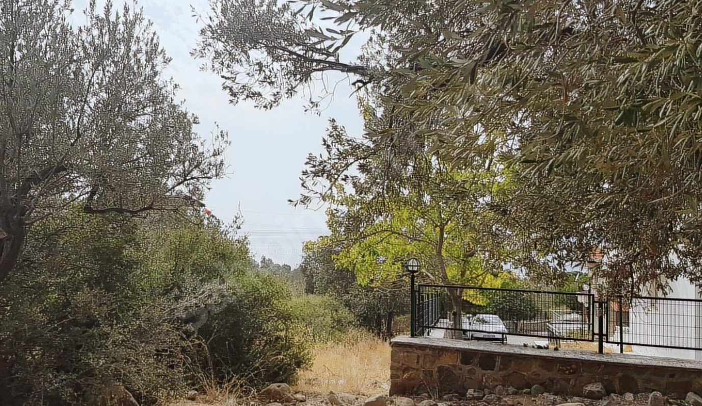 Dikili Denizköy'de Villa İmarlı, Zeytin Ağaçlı, Denize Yürüme Mesafesinde Emsalsiz Arsa!