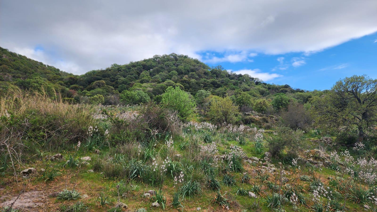 Dikili'de Tiny House Hayalinize Uygun – Doğa İçinde Tarla!