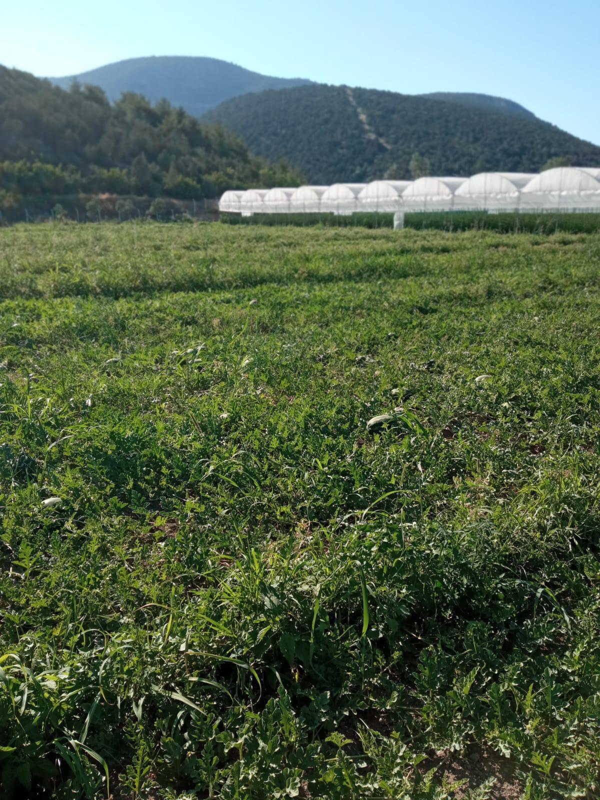 SAKARYA NEHRİ KENARINDA TARIMSAL VE HAYVANCILIK İÇİN EŞSİZ FIRSAT 