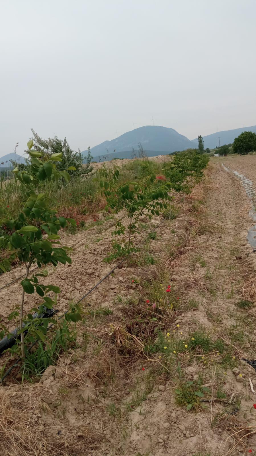 SAKARYA NEHRİ KENARINDA TARIMSAL VE HAYVANCILIK İÇİN EŞSİZ FIRSAT 