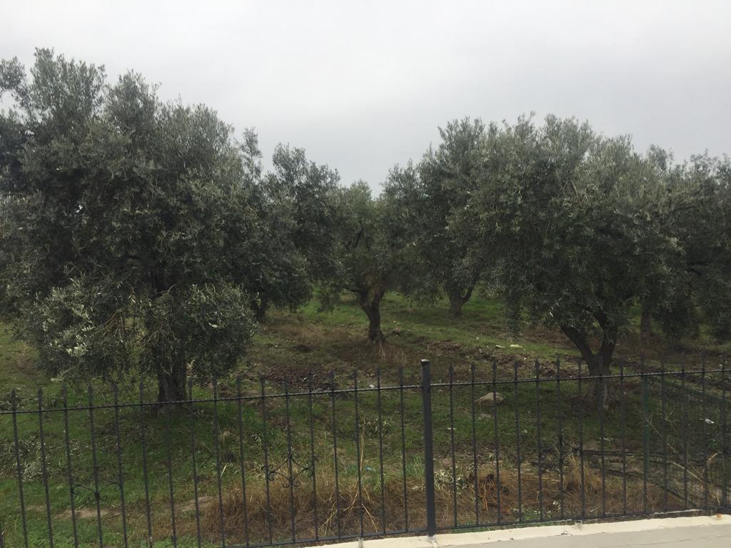 DİKİLİ SALİHLERDE İMAR İZNİ BEKLENEN YATIRIMLIK ARSA