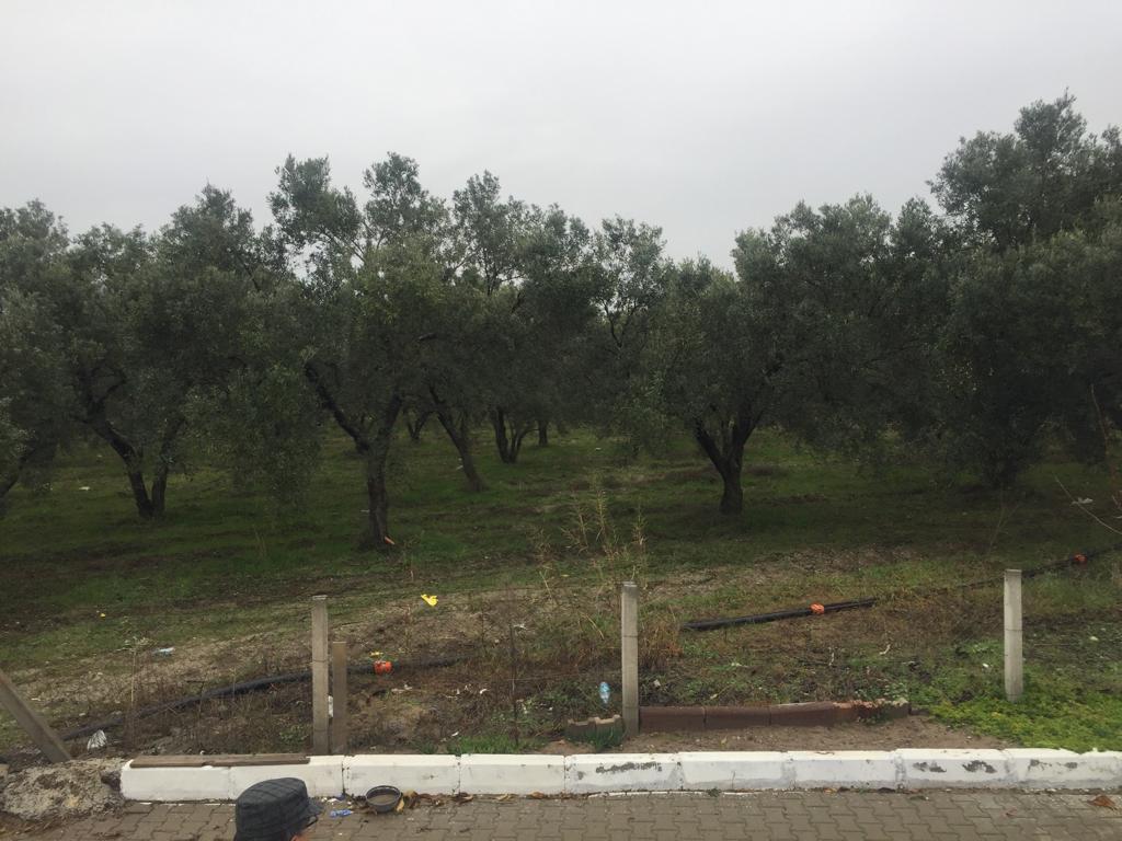 DİKİLİ SALİHLERDE İMAR İZNİ BEKLENEN YATIRIMLIK ARSA