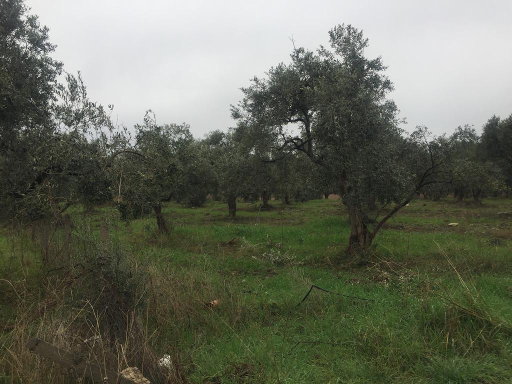 DİKİLİ SALİHLERDE İMAR İZNİ BEKLENEN YATIRIMLIK ARSA