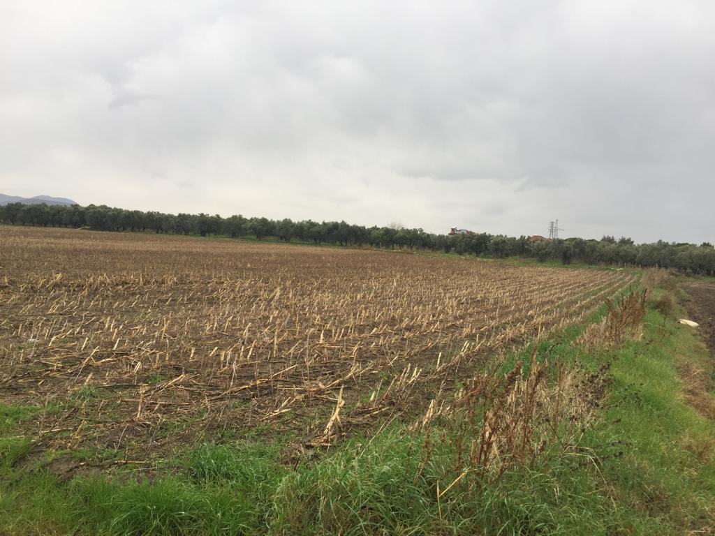 DİKİLİ SALİHLERDE İMAR İZNİ BEKLENEN YATIRIMLIK ARSA